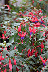 Army Nurse Fuchsia (Fuchsia 'Army Nurse') at Lakeshore Garden Centres
