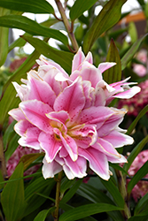 Roselily Natalia Lily (Lilium 'DL04544') at Lakeshore Garden Centres