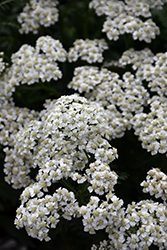 New Vintage White Yarrow (Achillea millefolium 'Balvinwite') at Lakeshore Garden Centres