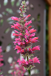 Red Fortune Mexican Hyssop (Agastache mexicana 'Red Fortune') at Stonegate Gardens