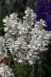 Farina White Salvia (Salvia farinacea 'Farina White') at Stonegate Gardens