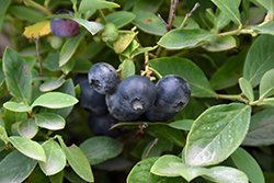 Bountiful Blue Blueberry (Vaccinium corymbosum 'FLX-2') at Stonegate Gardens