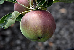 Melrose Apple (Malus 'Melrose') at Stonegate Gardens