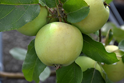 Lodi Apple (Malus 'Lodi') at Stonegate Gardens