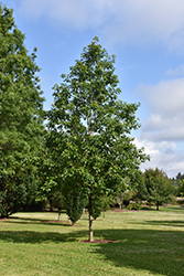 American Dream Oak (Quercus bicolor 'JFS-KW12') at Stonegate Gardens