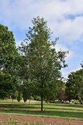 Cobblestone Bur Oak (Quercus macrocarpa 'JFS-KW14') at Stonegate Gardens