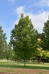 Autumn Fest Sugar Maple (Acer saccharum 'JFS-KW8') at Stonegate Gardens