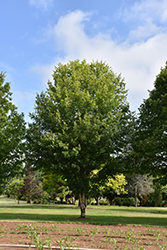 Belle Tower Sugar Maple (Acer saccharum 'Reba') at Stonegate Gardens