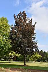 Purpleleaf Sycamore Maple (Acer pseudoplatanus 'Atropurpureum') at Lakeshore Garden Centres