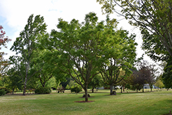Eye Stopper Cork Tree (Phellodendron lavallei 'Longenecker') at Stonegate Gardens