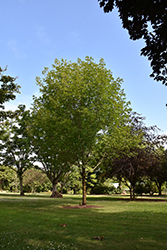 Flashfire Sugar Maple (Acer saccharum 'JFS-Caddo2') at Lakeshore Garden Centres