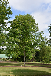 John Pair Sugar Maple (Acer saccharum 'John Pair') at Stonegate Gardens