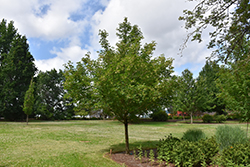Rugged Ridge Miyabe Maple (Acer miyabei 'JFS-KW3AMI') at Stonegate Gardens