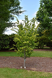 Palisade American Hornbeam (Carpinus caroliniana 'CCSQU') at Lakeshore Garden Centres