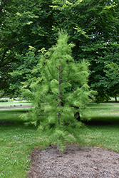 Greenfeather Pond Cypress (Taxodium ascendens 'Carolyn Malone') at Stonegate Gardens