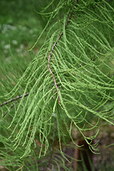 Greenfeather Pond Cypress (Taxodium ascendens 'Carolyn Malone') at Stonegate Gardens
