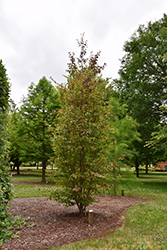 Persian Spire Parrotia (Parrotia persica 'JLColumnar') at Lakeshore Garden Centres