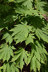 Ed Wood Fullmoon Maple (Acer japonicum 'Ed Wood #2') at Stonegate Gardens