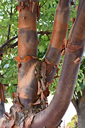Fireburst Paperbark Maple (Acer griseum 'JFS KW8AGRI') at Lakeshore Garden Centres
