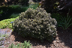 County Park Dwarf Kohuhu (Pittosporum tenuifolium 'County Park Dwarf') at Stonegate Gardens