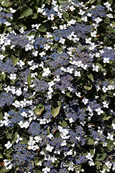 Variegated Bigleaf Hydrangea (Hydrangea macrophylla 'Variegata') at Stonegate Gardens