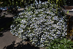Variegated Bigleaf Hydrangea (Hydrangea macrophylla 'Variegata') at Stonegate Gardens