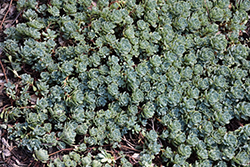 Gray Stonecrop (Sedum pachyclados) at Stonegate Gardens