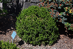 Wee Willie Boxwood (Buxus sinica 'Wee Willie') at Stonegate Gardens