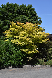 Autumn Moon Full Moon Maple (Acer shirasawanum 'Autumn Moon') at Lakeshore Garden Centres