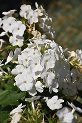 Volcano White Garden Phlox (Phlox paniculata 'Barthirtytwo') at A Very Successful Garden Center