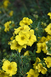 Cheesehead Potentilla (Potentilla fruticosa 'SMPFMY') at Lakeshore Garden Centres