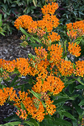 Gay Butterflies Butterfly Weed (Asclepias tuberosa 'Gay Butterflies') at Lakeshore Garden Centres