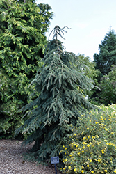 Well's Weeper Spruce (Picea glauca 'Well's Weeper') at Stonegate Gardens
