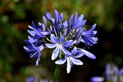Midnight Blue Agapanthus (Agapanthus 'Midnight Blue') at Stonegate Gardens