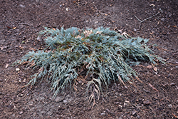 Burly Blue Juniper (Juniperus scopulorum 'MonOliver') at Stonegate Gardens