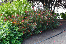 Fireball Red Photinia (Photinia 'Parbri') at Stonegate Gardens
