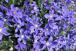 Sapphire Indigo Clematis (Clematis 'Sapphire Indigo') at Lakeshore Garden Centres