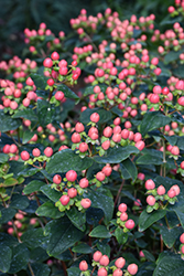 FloralBerry Rosé St. John's Wort (Hypericum x inodorum 'KOLROS') at Stonegate Gardens