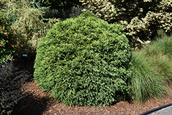 Dwarf Globe Japanese Cedar (Cryptomeria japonica 'Globosa Nana') at Stonegate Gardens