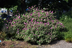 Red Rum Tree Mallow (Lavatera 'Red Rum') at Stonegate Gardens