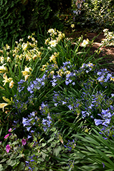 Blue Leap Agapanthus (Agapanthus 'Blue Leap') at Stonegate Gardens