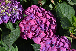 Seaside Serenade Newport Hydrangea (Hydrangea macrophylla 'HORTMANI') at Lakeshore Garden Centres