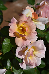 Nitty Gritty Peach Rose (Rosa 'RUIRI0091A') at The Mustard Seed