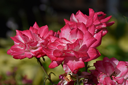 Grace N' Grit Pink Bicolor Rose (Rosa 'Meiryezza') at Lakeshore Garden Centres