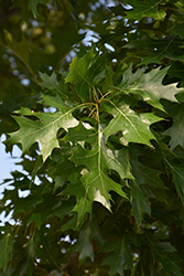Texas Red Oak (Quercus buckleyi) at Stonegate Gardens