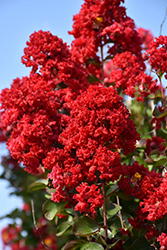Dynamite Crapemyrtle (Lagerstroemia indica 'Whit II') at Stonegate Gardens