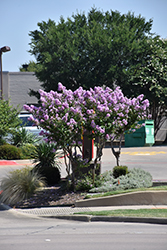 Tropical Purple Crapemyrtle (Lagerstroemia speciosa 'Tropical Purple') at Stonegate Gardens