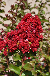 Siren Red Crapemyrtle (Lagerstroemia indica 'Whit VII') at Stonegate Gardens