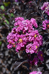 Black Diamond Purely Purple Crapemyrtle (Lagerstroemia indica 'Black Diamond Purely Purple') at Lakeshore Garden Centres
