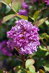 Royalty Crapemyrtle (Lagerstroemia indica 'Royalty') at Lakeshore Garden Centres